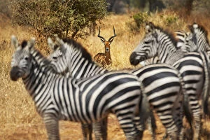 Images Dated 22nd April 2021: An Impala stands behind a group of Zebras, Tarangire National Park, Tanzania