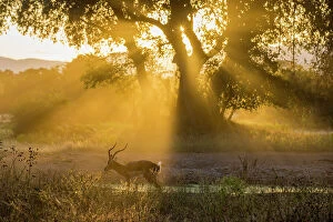 : Impala at sunset, Lower Zambezi National Park, Zambia