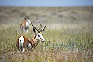 Wildlfie Prints: Impala walking, Etosha National Park, Etosha, Namibia