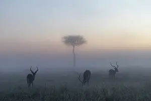 Afica Prints: Impalas (Aepyceros melampus) in a misty sunrise in the Masaimara, Kenya