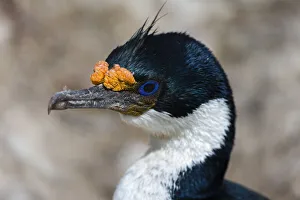 Malvinas Prints: Imperial shag (Leucocarbo atriceps), Sea Lion Island, Falkland Islands