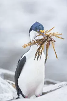 Images Dated 18th December 2020: Imperial shag (Leucocarbo atriceps) carrying nesting material, Sea Lion Island