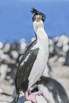 Imperial shags (Leucocarbo atriceps) colony, Sea Lion Island, Falkland Islands Imperial shags (Leucocarbo atriceps) colony, Sea Lion Island, Falkland Islands