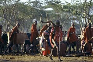 Maasai Tribe Collection: One of the most important Msai ceremonies is the