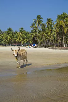 Images Dated 8th December 2017: India, Goa, Colva beach