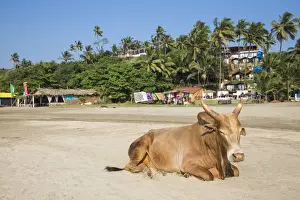 North Goa Prints: India, Goa, Ozran Beach known as Little Vagator Beach