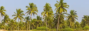 Images Dated 26th March 2018: India, Goa, Utorda beach