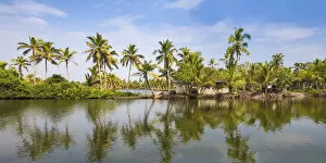 Images Dated 30th April 2020: India, Kerala, Kollam, Munroe Island, Palm trees reflecting in backwaters