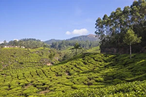 India, Kerala, Munnar, Tea estate