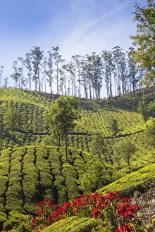 Images Dated 30th April 2020: India, Kerala, Munnar, Tea Estate