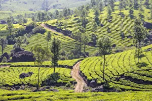 India, Kerala, Munnar, Tea estate