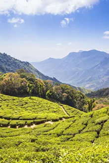 Images Dated 30th April 2020: India, Kerala, Munnar, Tea estate
