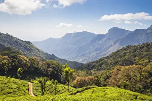 India, Kerala, Munnar, Tea estate