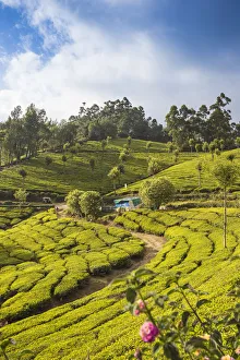 India, Kerala, Munnar, Tea estate