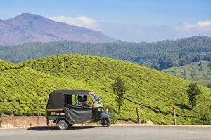 Images Dated 30th April 2020: India, Kerala, Munnar, Tea estate