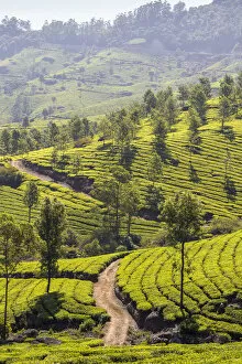 Images Dated 30th April 2020: India, Kerala, Munnar, Tea estate