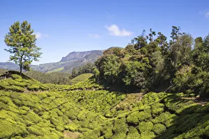 Images Dated 30th April 2020: India, Kerala, Munnar, Tea estate