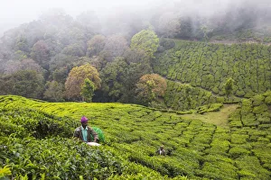 Tea Estates Prints: India, Kerala, Munnar, Tea pickers