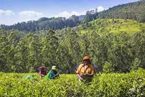 Images Dated 30th April 2020: India, Kerala, Munnar, Tea pickers