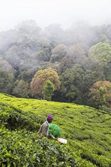 India, Kerala, Munnar, Tea pickers