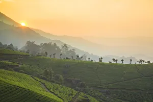 India, Kerala, Munnar, View over tea estates at sunrise