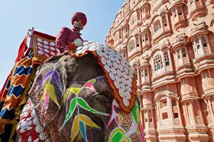 Daytime Prints: India, Rajasthan, Jaipur, Ceremonial decorated Elephant outside the Hawa Mahal, Palace