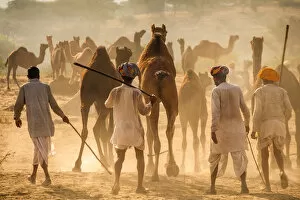 Festival Gallery: India, Rajasthan, Pushkar, Camel herders arriving at Pushkar Camel Fair