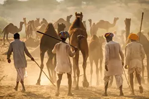 India, Rajasthan, Pushkar, Camel herders arriving at Pushkar Camel Fair