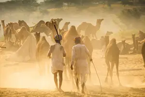 Camel Prints: India, Rajasthan, Pushkar, Camel herders arriving at Pushkar Camel Fair
