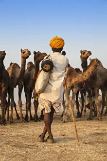 Festivity Gallery: India, Rajasthan, Pushkar, Camel trader with his camels at the Pushkar Camel Fair