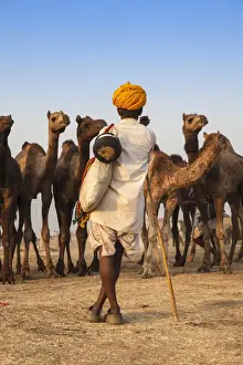 India, Rajasthan, Pushkar, Camel trader with his camels at the Pushkar Camel Fair