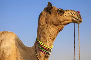 Rajasthan Gallery: India, Rajasthan, Pushkar, Decorated Camel at the Pushkar Camel Fair