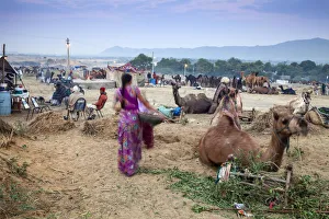 India, Rajasthan, Pushkar, Pushkar Camel Fair, Woman collecting camel dung at dawn