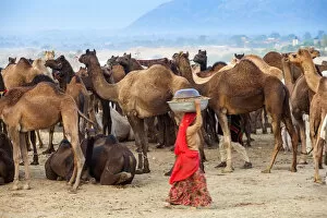 India, Rajasthan, Pushkar, Pushkar Camel Fair, Woman collecting camel dung at dawn