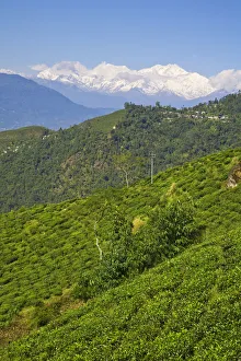 India, West Bengal, Darjeeling, Arya Tea Estate & Mount Kanchenjunga