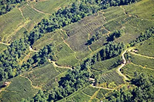 West Bengal Prints: India, West Bengal, Darjeeling, Road winding through tea estate
