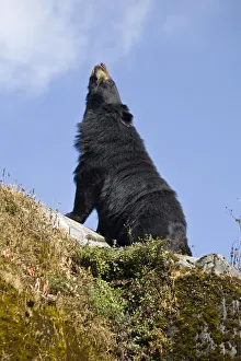West Bengal Prints: India, West Bengal, Darjeeling, Himalayan black bear