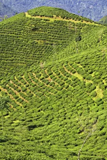 India, West Bengal, Darjeeling, Happy Valley Tea Estate