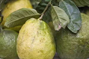 Northern India Gallery: India, West Bengal, Darjeeling, Market, Guavas
