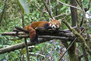 Northern India Gallery: India, West Bengal, Darjeeling, Red panda