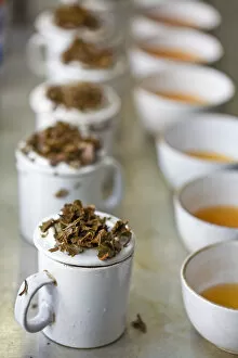 India, West Bengal, Kurseong, Goomtee Tea Estate, Factory, Tea tasting