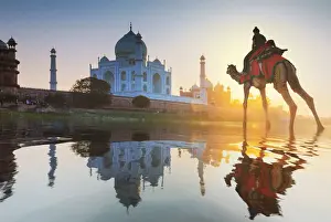 India, woman crossing the Yamuna river on a camel with the Taj Mahal in the background