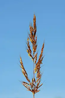 Winnipeg Prints: Indian grass (Sorghastrum nutans) in reclaimed prairie Winnipeg, Manitoba, Canada