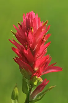 Indian paintbrush (Castilleja coccinea) flower Banff National Park, Alberta, Canada