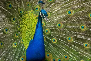 Bird Collection: Indian peafowl (Pavo cristatus) displaying its feathers in Zamecky Park of Blatna Castle, Blatna