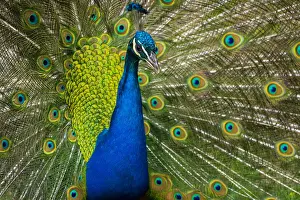 Bohemia Prints: Indian peafowl (Pavo cristatus) displaying its feathers in Zamecky Park of Blatna Castle
