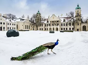 Images Dated 15th June 2021: Indian peafowl in front of the Zamoyski Palace in Kozlowka, winter, Lublin Voivodeship