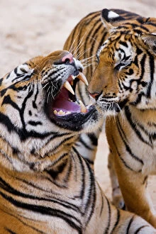 Indochinese tiger or Corbetts tiger (Panthera tigris corbetti), Thailand