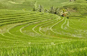 Images Dated 28th November 2019: Indonesia, Bali, Antosari; Rice Terraces