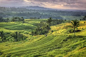 Images Dated 1st July 2013: Indonesia, Bali, Jatiluwih Rice Terraces